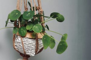 Les plantes suspendues : une tendance déco à adopter ?