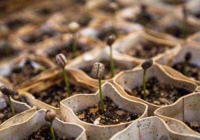 Semis dans des godets biodégradables remplis de terre
